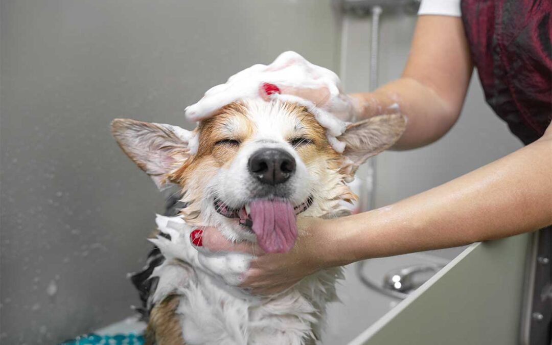 Plumber’s Tips for Pet Owners on Keeping Drains Clear of Fur Food and Debris