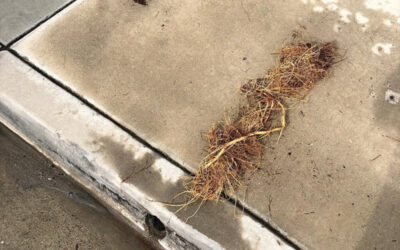 Tree Roots in Your Sewer Line: Signs and Fixes for Older Temecula Valley Homes